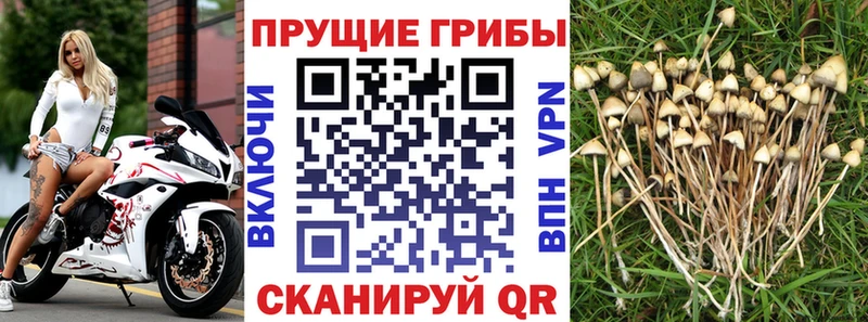 Купить закладки  Черкесск  Галлюциногенные грибы Psilocybe 